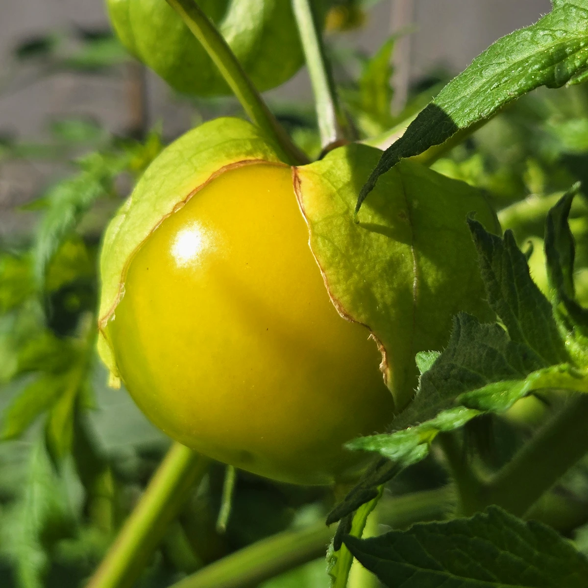 Tomatillo Amarylla