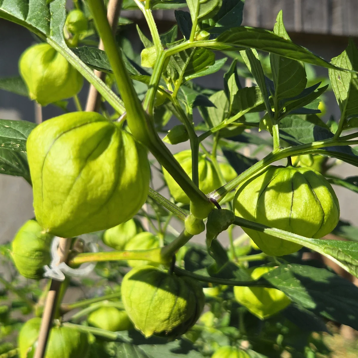 Tomatillo Amarylla