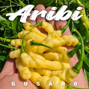 Aribibi Gusano