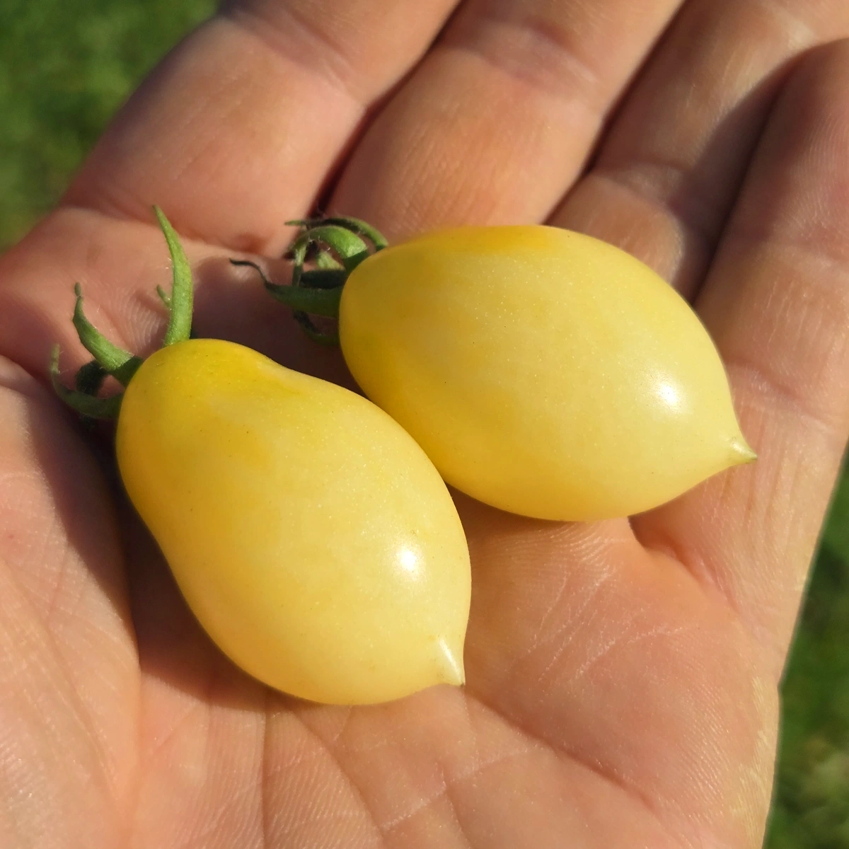 Barry's Crazy Cherry – Image 2