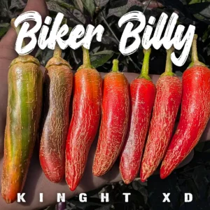 Biker Billy Knight XD (Variegated Jalapeño)