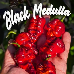 Black Medulla