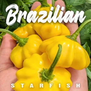 Brazilian Starfish Yellow