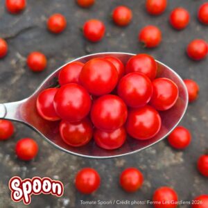 Spoon
