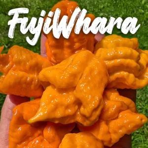 FujiWhara
