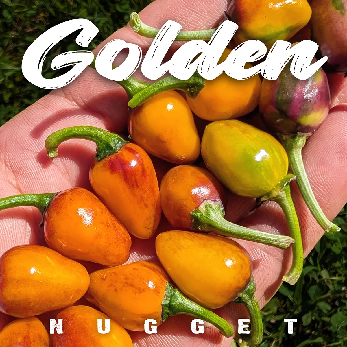 Golden Nugget