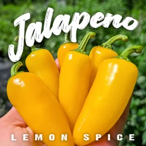 Jalapeno Lemon Spice