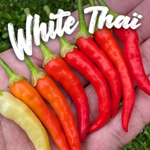 KS White Thai