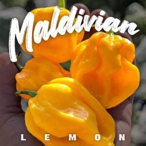 Maldivian Lemon
