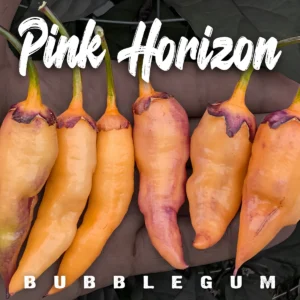 Pink Horizon BBG