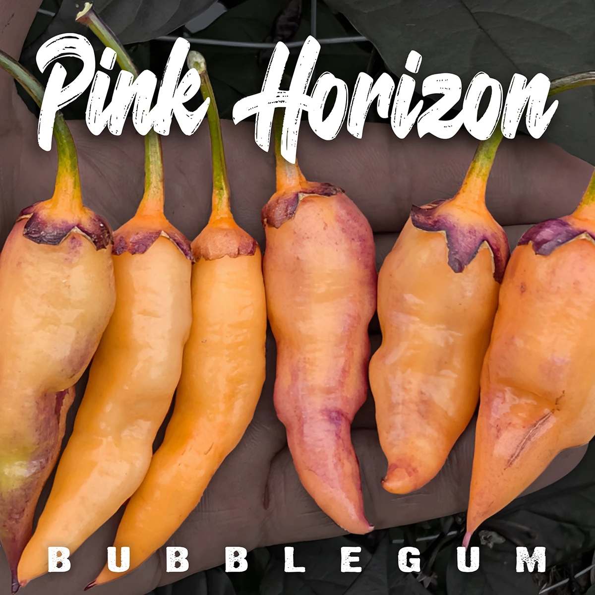 Pink Horizon BBG