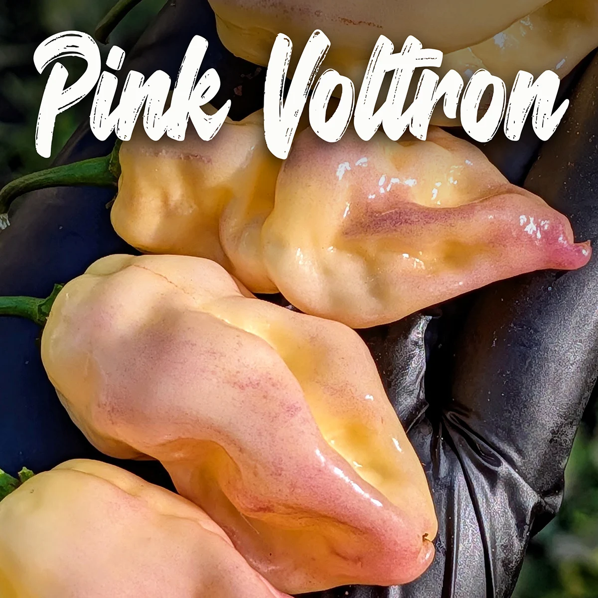 Pink Voltron