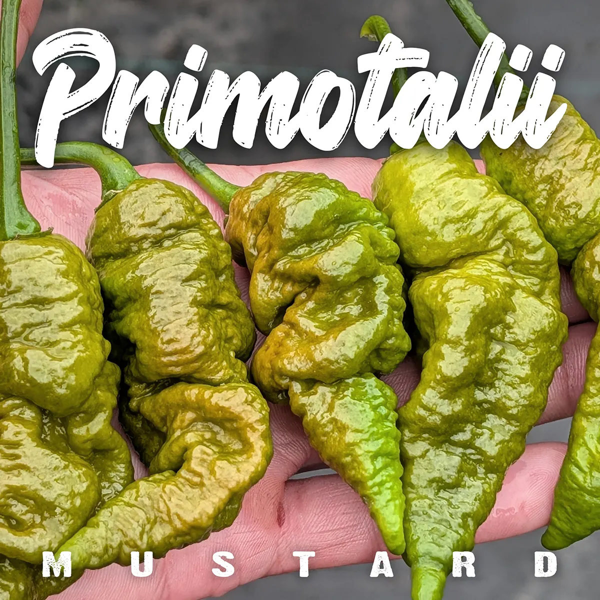 Primotalii Mustard