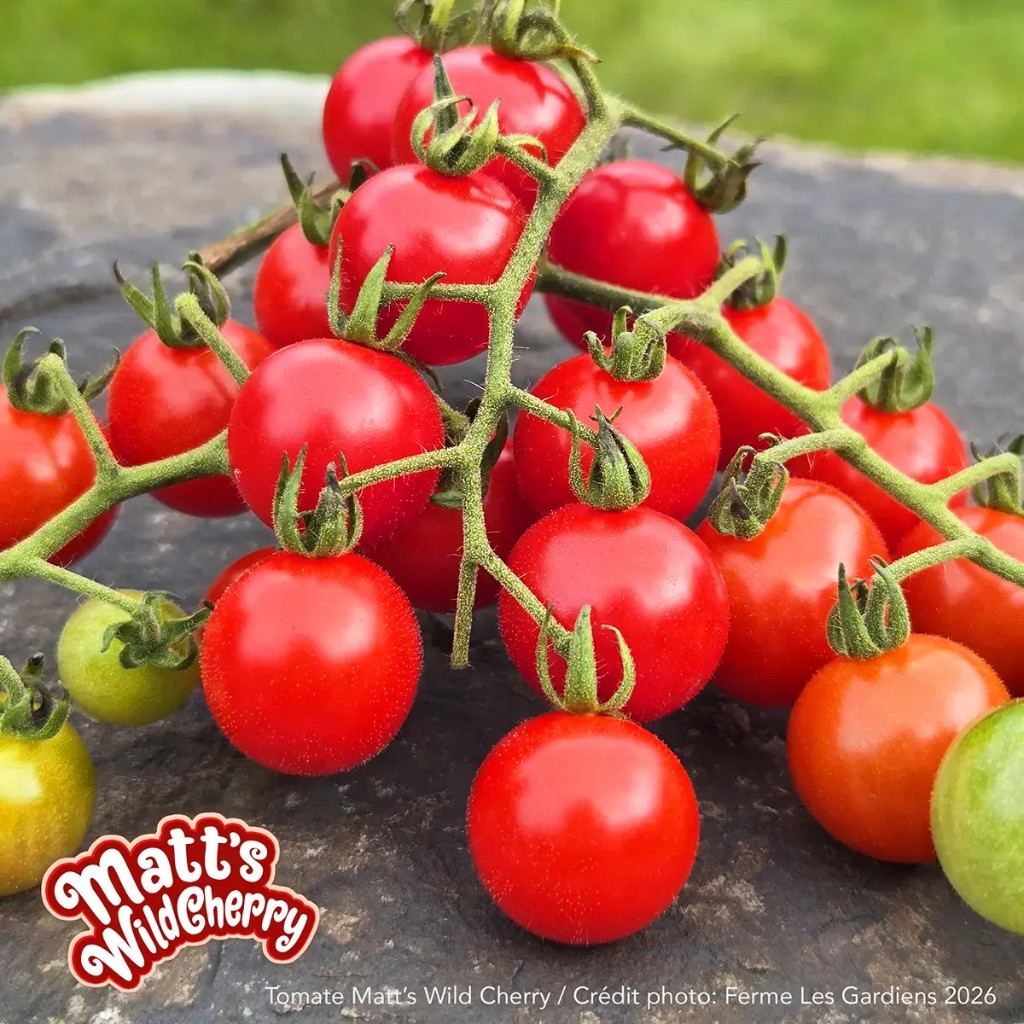 Matt's Wild Cherry
