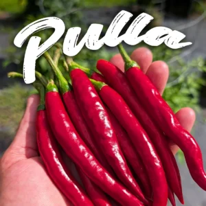 Pulla