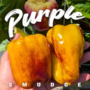 Purple Smudge Gold