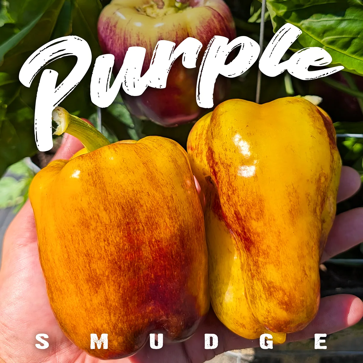 Purple Smudge Gold