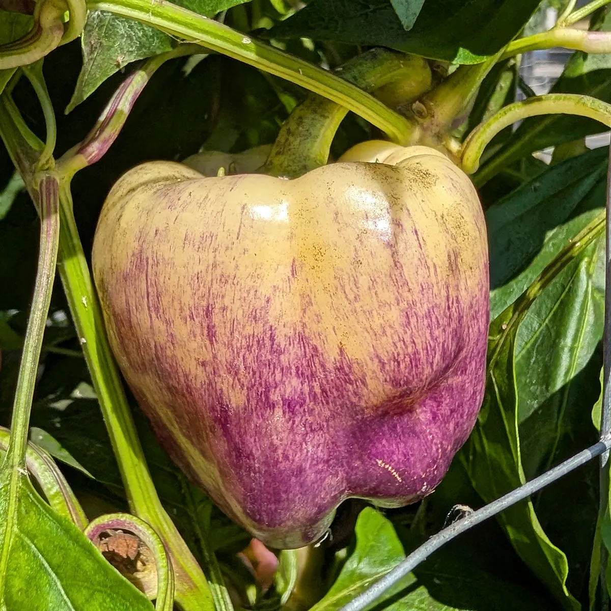 Purple Smudge Gold