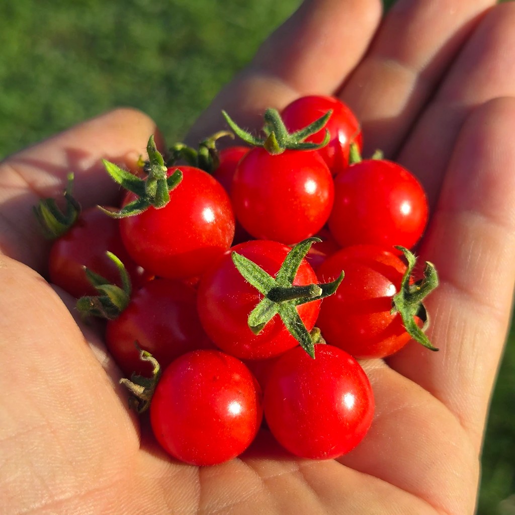 Matt's Wild Cherry
