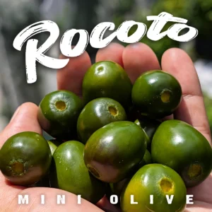 Rocoto Mini Olive