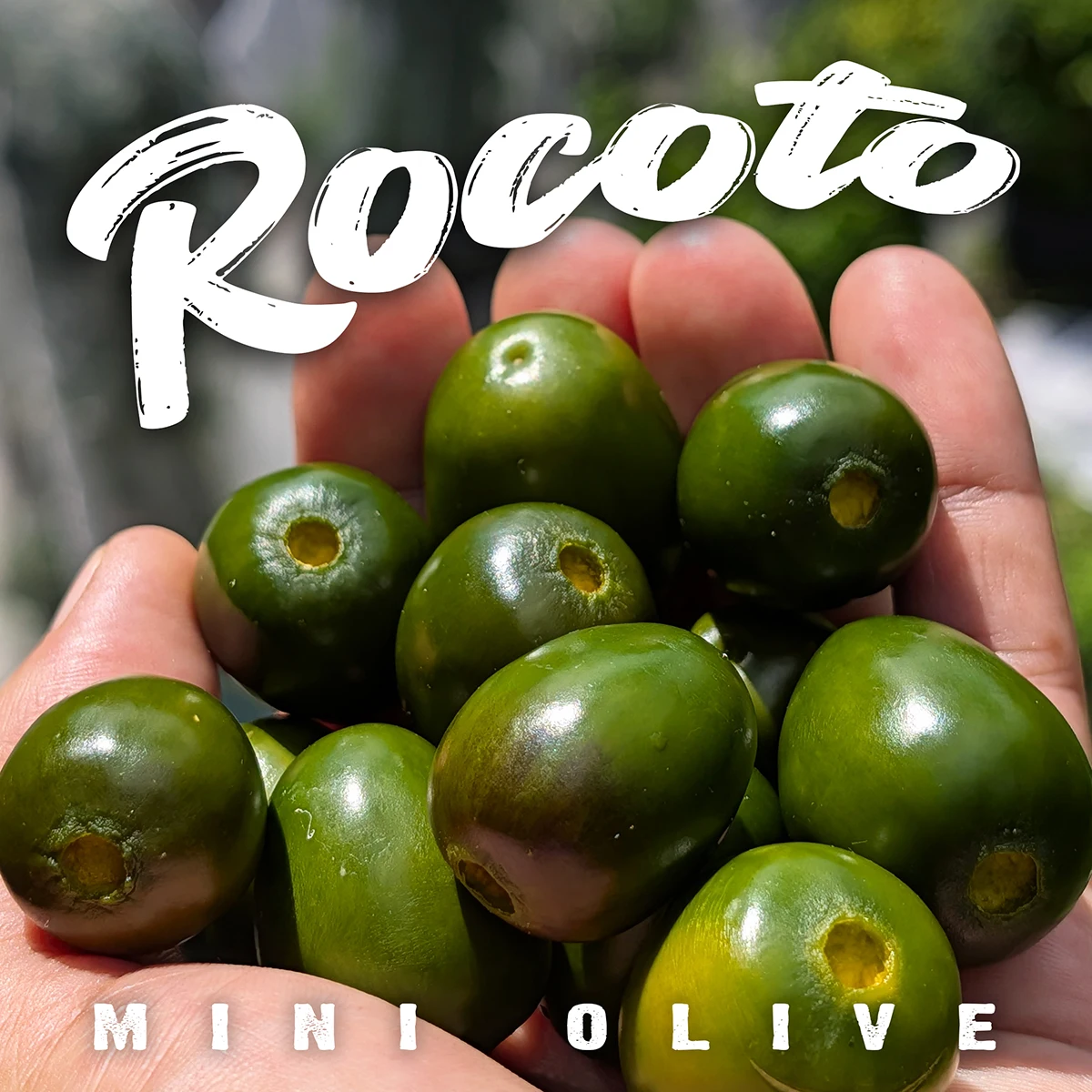 Rocoto Mini Olive