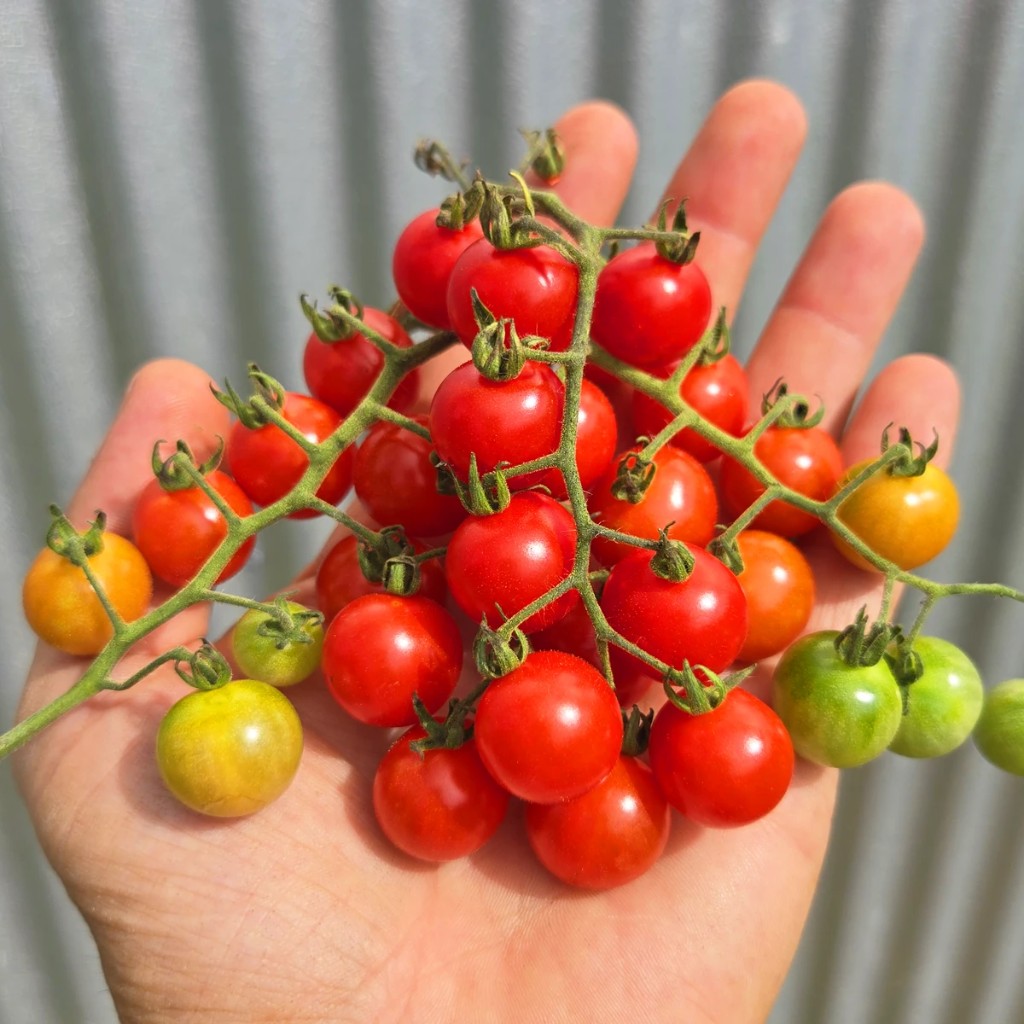 Matt's Wild Cherry