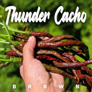 Thunder Cacho Brown